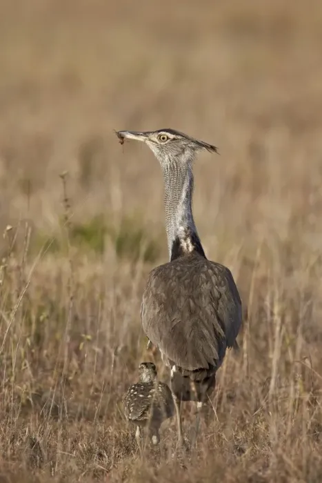 Framed Print : Kori bustard (Ardeotis kori) adult and ckick, Ngorongoro Conservation Area, Tanzania