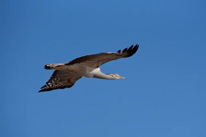 Framed Print : Kori Bustard (Ardeotis kori ) flying, Chobe River, Botswana