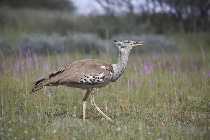 Framed Print : Kori bustard (Ardeotis kori), Kgalagadi Transfrontier Park, South Africa, Africa Framed Print : Kori bustard (Ardeotis kori), Kgalagadi Transfrontier Park, South Africa, Africa