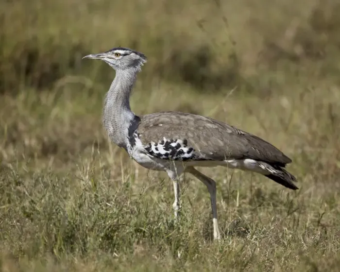 Framed Print : Kori bustard (Ardeotis kori), Ngorongoro Crater, Tanzania, East Africa, Africa Framed Print : Kori bustard (Ardeotis kori), Ngorongoro Crater, Tanzania, East Africa, Africa