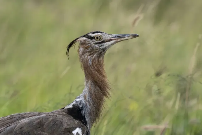 Framed Print : Kori bustard (Ardeotis kori), Tsavo, Kenya, East Africa, Africa Framed Print : Kori bustard (Ardeotis kori), Tsavo, Kenya, East Africa, Africa