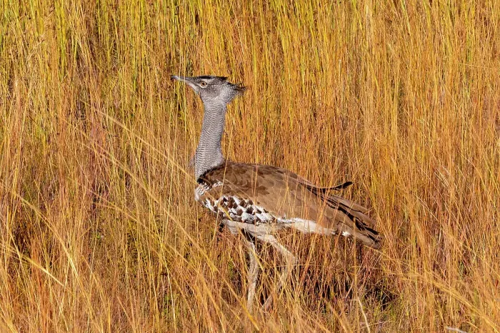 Framed Print : Kori Bustard, Pilanesberg National Park, North West Province, South Africa, Africa Framed Print : Kori Bustard, Pilanesberg National Park, North West Province, South Africa, Africa