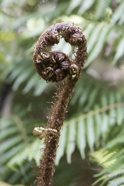 Koru spiral shaped unfurling silver fern fronds, Fiordland National Park, South Island, New Zealand, Pacific