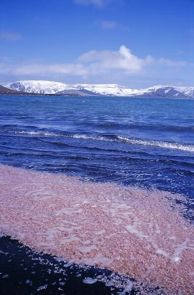 Krill swarm cooked pink by fumarole activity on the volcanic island of Deception Island