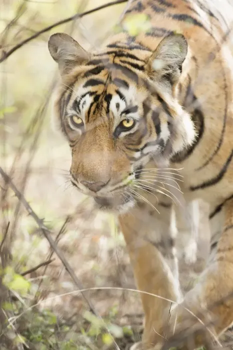 Framed Print : Krishna, T19, Royal Bengal tiger (Tigris tigris), Ranthambhore, Rajasthan, India, Asia Framed Print : Krishna, T19, Royal Bengal tiger (Tigris tigris), Ranthambhore, Rajasthan, India, Asia