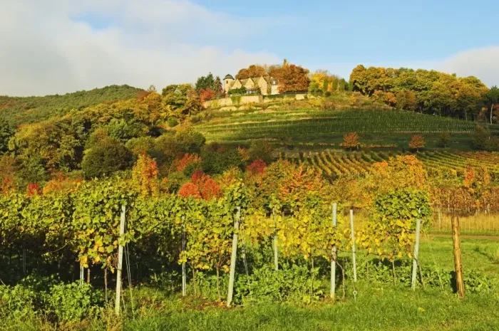 Framed Print : Kropsburg castle and vineyard landscape, near St. Martin, German Wine Route, Rhineland-Palatinate, Germany, Europe Framed Print : Kropsburg castle and vineyard landscape, near St. Martin, German Wine Route, Rhineland-Palatinate, Germany, Europe