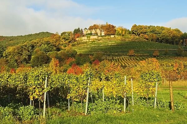Kropsburg castle and vineyard landscape, near St. Martin, German Wine Route, Rhineland-Palatinate, Germany, Europe