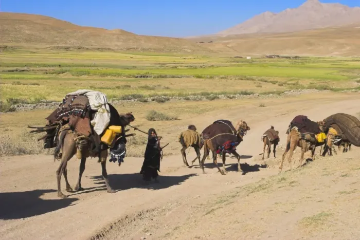 Framed Print : Kuchie nomad camel train, between Chakhcharan and Jam, Afghanistan, Asia Framed Print : Kuchie nomad camel train, between Chakhcharan and Jam, Afghanistan, Asia