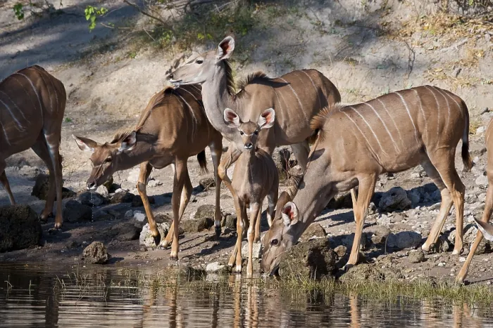 Framed Print : Kudu, (Tragelaphus strepsiceros), drinking, Chobe national park, Botswana Framed Print : Kudu, (Tragelaphus strepsiceros), drinking, Chobe national park, Botswana