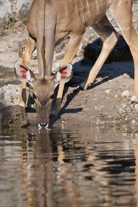 Framed Print : Kudu, (Tragelaphus strepsiceros), drinking, Chobe national park, Botswana Framed Print : Kudu, (Tragelaphus strepsiceros), drinking, Chobe national park, Botswana