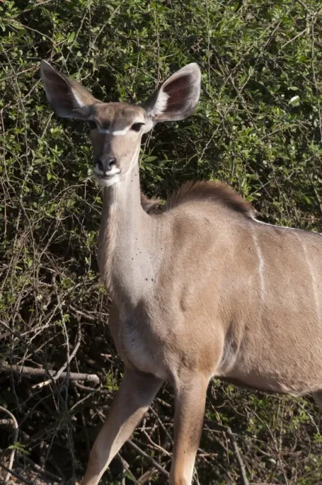 Framed Print : Kudu (Tragelaphus strepsiceros), Chobe National Park, Botswana, Africa Framed Print : Kudu (Tragelaphus strepsiceros), Chobe National Park, Botswana, Africa