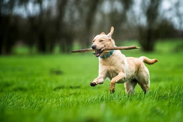Labrador carrying stick, United Kingdom, Europe