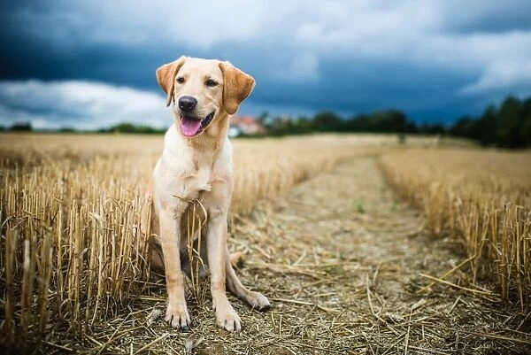 Labrador in field, Oxfordshire, England, United Kingdom, Europe
