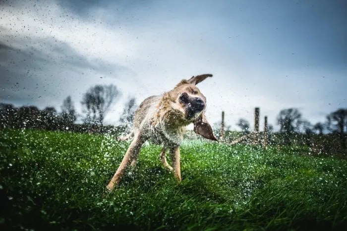 Framed Print : Labrador shaking off water, United Kingdom, Europe Framed Print : Labrador shaking off water, United Kingdom, Europe
