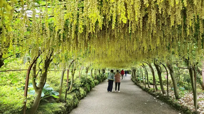 Framed Print : Laburnum Grove, Bodnant Gardens, Conwy, Wales, United Kingdom, Europe Framed Print : Laburnum Grove, Bodnant Gardens, Conwy, Wales, United Kingdom, Europe