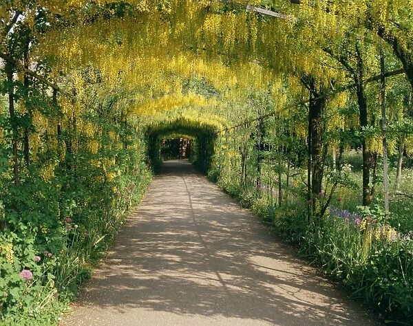 Laburnum Walk in Wilderness Gardens, Hampton Court, Greater London, England