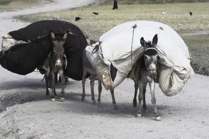 Framed Print : Laden donkeys, Pal-Kotal-i-Guk, between Chakhcharan and Jam, Afghanistan, Asia Framed Print : Laden donkeys, Pal-Kotal-i-Guk, between Chakhcharan and Jam, Afghanistan, Asia