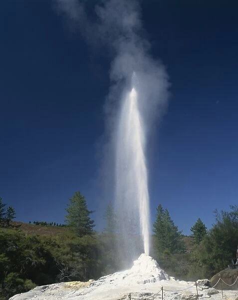 The Lady Knox Geyser in the Waiotapu Thermal Area at Rotorua