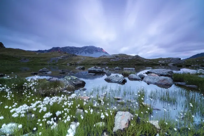 Framed Print : Laghetto Alto Scorluzzo framed by cotton grass at sunrise, Bormio, Braulio Valley Framed Print : Laghetto Alto Scorluzzo framed by cotton grass at sunrise, Bormio, Braulio Valley