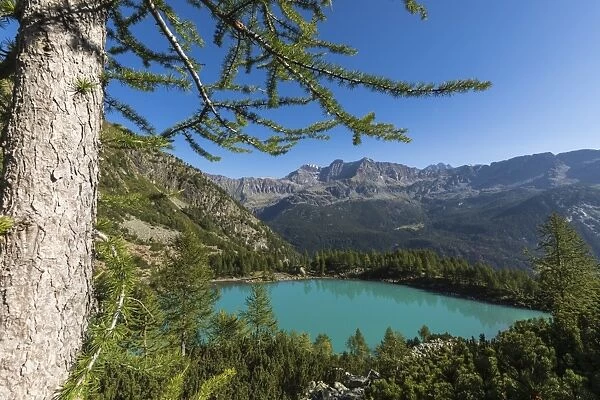 Lago Lagazzuolo surrounded by woods, Chiesa In Valmalenco, Province of Sondrio, Valtellina