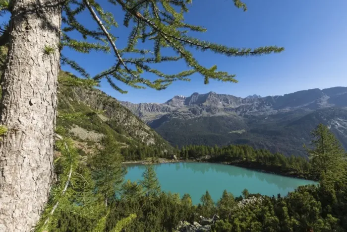 Framed Print : Lago Lagazzuolo surrounded by woods, Chiesa In Valmalenco, Province of Sondrio, Valtellina Framed Print : Lago Lagazzuolo surrounded by woods, Chiesa In Valmalenco, Province of Sondrio, Valtellina
