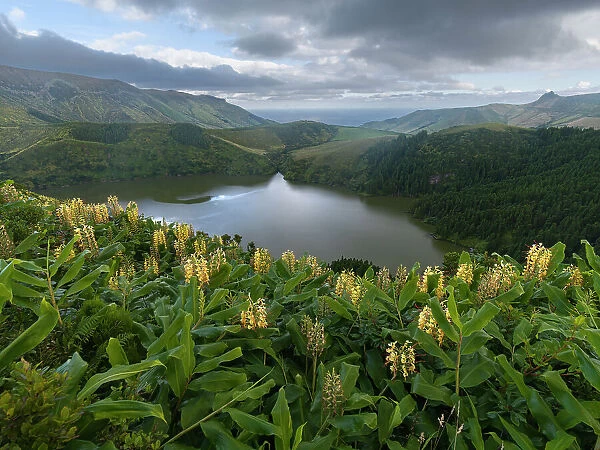 Lagoa Comprida with yellow ginger lilies in the foreground, Flores Island, Azores islands, Portugal, Atlantic, Europe