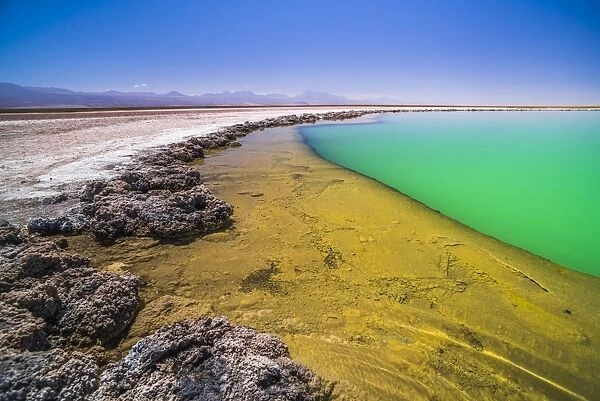 Laguna Cejar (floating salt lake lagoon), Atacama Desert, North Chile, Chile, South