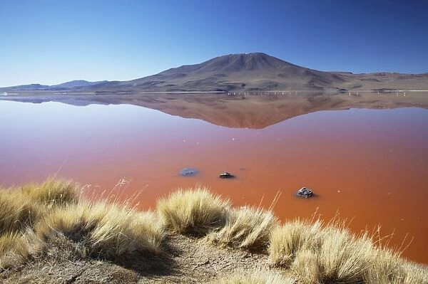 Laguna Colorada on the Altiplano, Potosi Department, Bolivia, South America