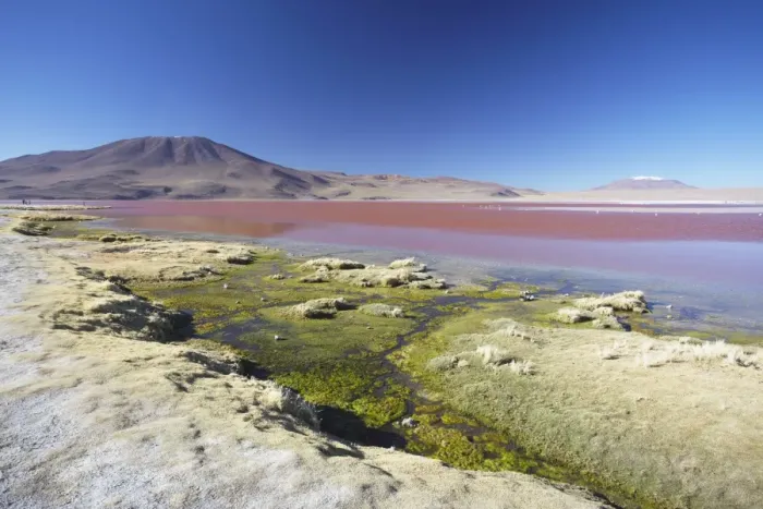 Framed Print : Laguna Colorada on the Altiplano, Potosi Department, Bolivia, South America Framed Print : Laguna Colorada on the Altiplano, Potosi Department, Bolivia, South America