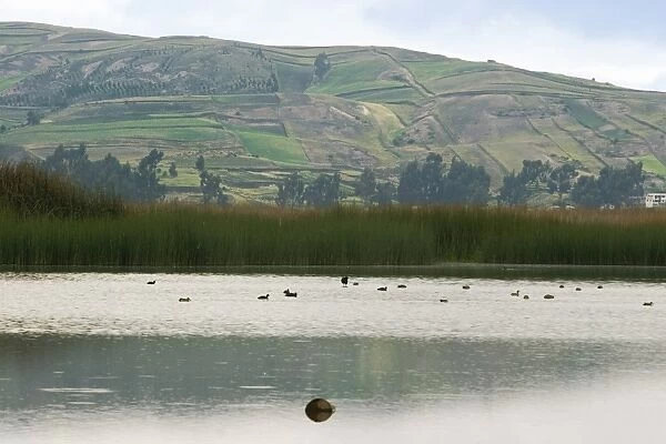 Laguna de Colta (Colta Lake) south west of Riobamba, its reeds are an important resource for cattle feed and weaving into mats and baskets by the local Colta Indians, Chimborazo Province, Central Highlands, Ecuador
