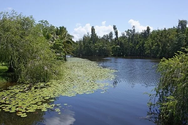 Laguna del Tesoro (Treasure Lagoon), Zapata Peninsula, Matanzas, Cuba, West Indies