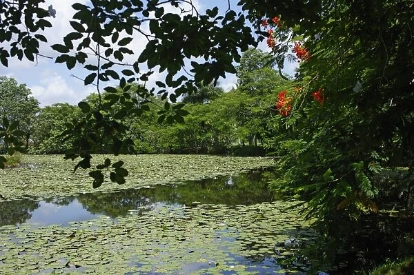 Laguna del Tesoro (Treasure Lagoon), Zapata Peninsula, Matanzas, Cuba, West Indies