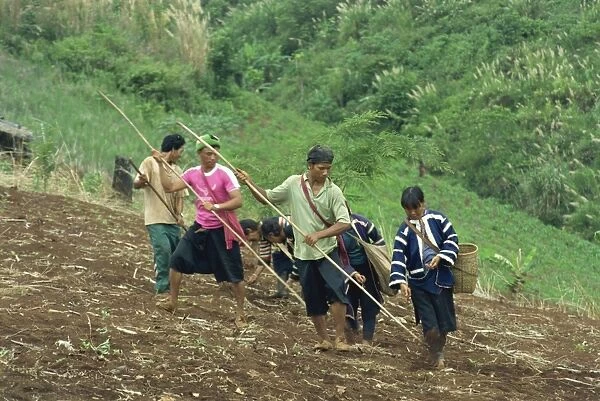 Lahu men and women sowing seed in a sloping field near Chiang Mai