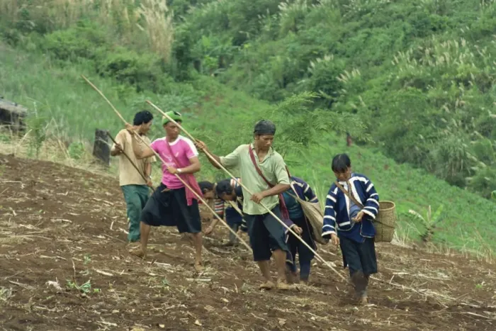 Framed Print : Lahu men and women sowing seed in a sloping field near Chiang Mai Framed Print : Lahu men and women sowing seed in a sloping field near Chiang Mai