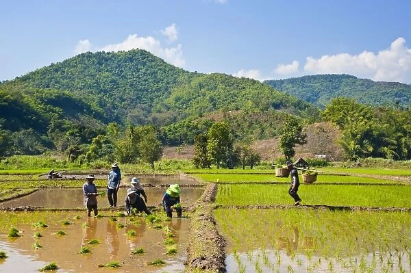 Lahu tribe people planting rice in rice paddy fields, Chiang Rai, Thailand, Southeast Asia, Asia