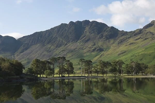 The Lake Buttermere pines with Haystacks, Lake District National Park, Cumbria, England, United Kingdom, Europe