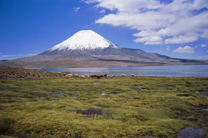 Framed Print : Lake Chungara and the snow capped volcano Parinacota, Lauca National Park Framed Print : Lake Chungara and the snow capped volcano Parinacota, Lauca National Park