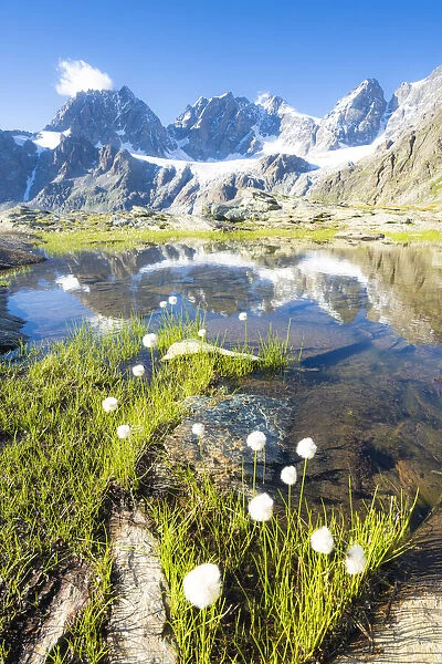 Lake Forbici surrounded by cotton grass in bloom, Valmalenco, Valtellina
