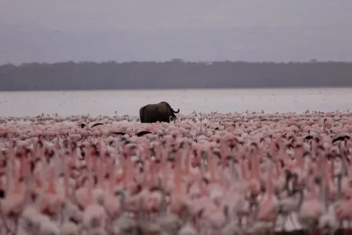 Framed Print : Lake Nakuru National Park, Kenya, East Africa, Africa Framed Print : Lake Nakuru National Park, Kenya, East Africa, Africa