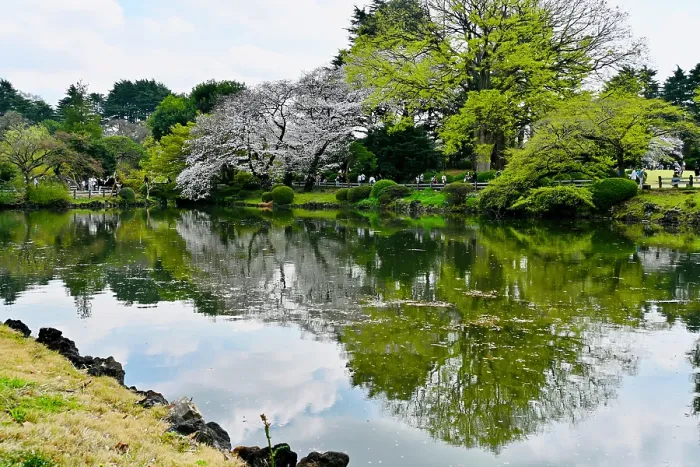 Framed Print : Lake and reflections in Shinjuku Gyoen National Garden, Japan Framed Print : Lake and reflections in Shinjuku Gyoen National Garden, Japan