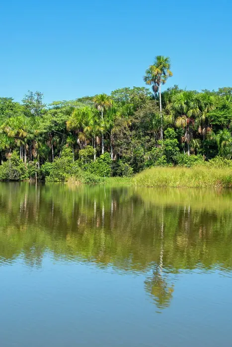 Framed Print : Lake Sandoval and Aguaje palms, Tambopata National Reserve, Puerto Maldonado, Madre de Dios, Peru, South America Framed Print : Lake Sandoval and Aguaje palms, Tambopata National Reserve, Puerto Maldonado, Madre de Dios, Peru, South America
