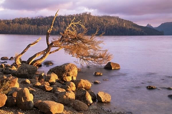 Lake St. Clair, Cradle Mountain-Lake St. Clair National Park, Tasmania