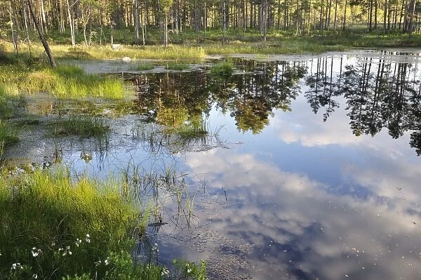 Lake in the Storre Mosse National Park, Sweden, Scandinavia, Europe