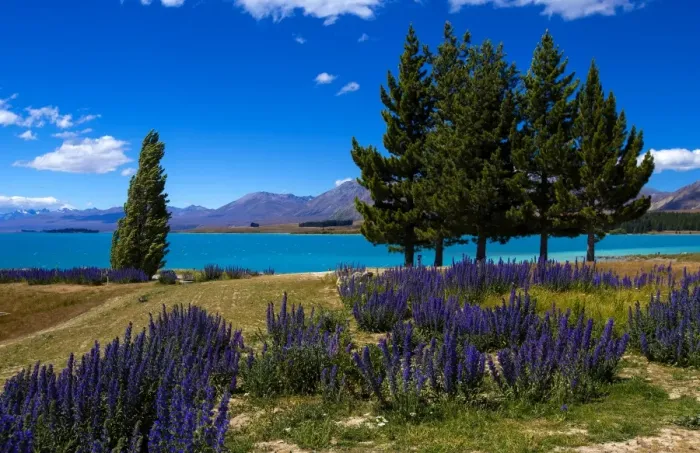 Framed Print : Lake Tekapo, Mackenzie Country, Canterbury, South Island, New Zealand, Pacific Framed Print : Lake Tekapo, Mackenzie Country, Canterbury, South Island, New Zealand, Pacific