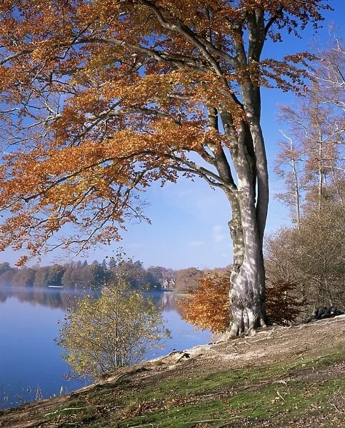 Lake, Virginia Water, Windsor Great Park, Berkshire, England, United Kingdom, Europe