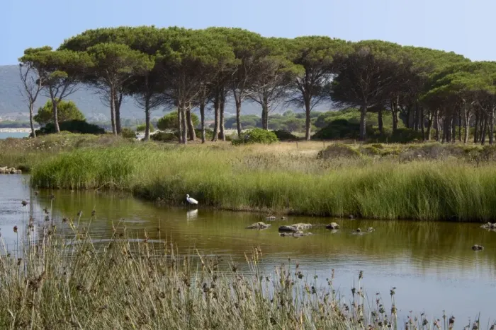Framed Print : Lake with water plants and bird, sea and beach in the background, Costa degli Oleandri Framed Print : Lake with water plants and bird, sea and beach in the background, Costa degli Oleandri