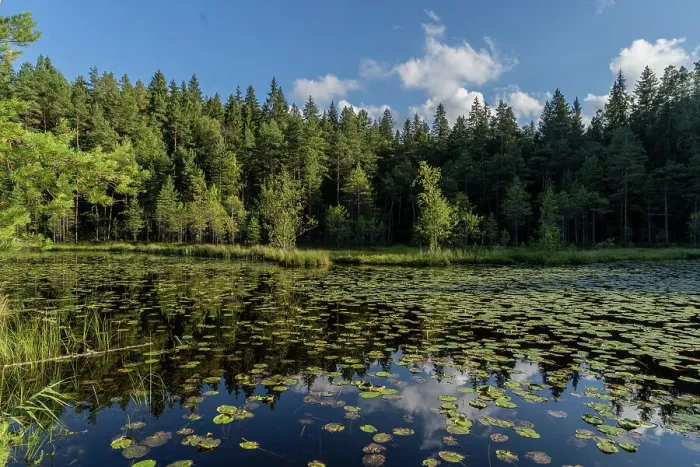 Framed Print : Lakes at Nuuksio National Park near Espoo, Finland, Europe Framed Print : Lakes at Nuuksio National Park near Espoo, Finland, Europe
