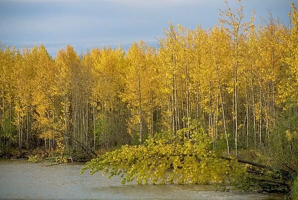 Lakeside birch trees in autumn, Ogilvie Mountains, Yukon, Canada, North America