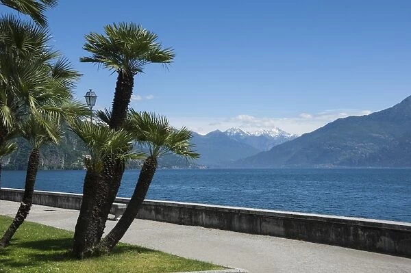 Lakeside gardens at Menaggio, Lake Como, Italian Lakes, Lombardy, Italy, Europe