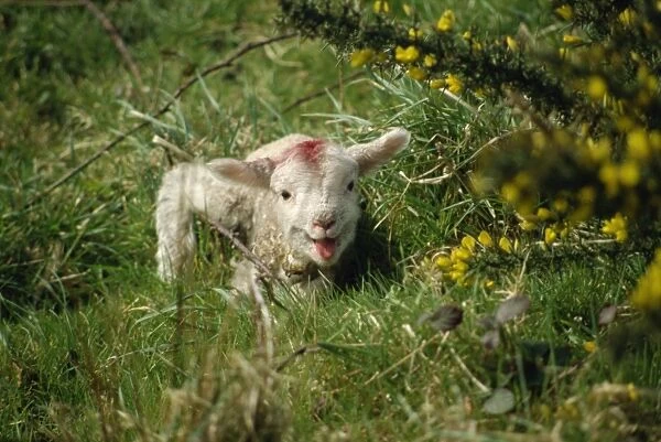 Lamb, Devon, England, United Kingdom, Europe